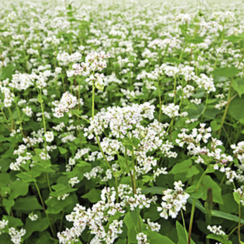 Buckwheat Best Forage,Famous Mexican Sauces