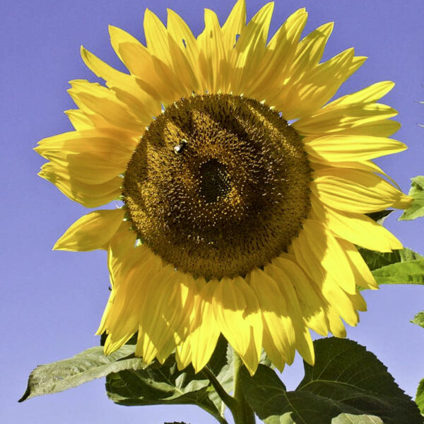 Sunflowers Peredovik Best Forage