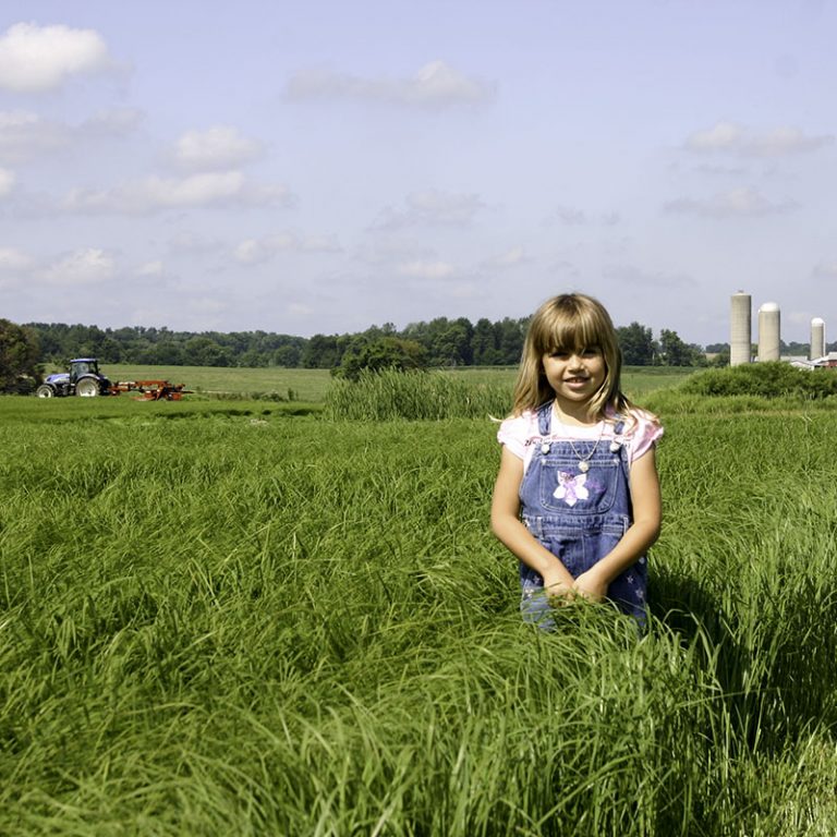 Tiffany Teff Grass Best Forage