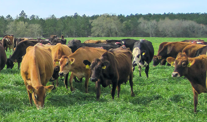 Our Cattle Grazing Today