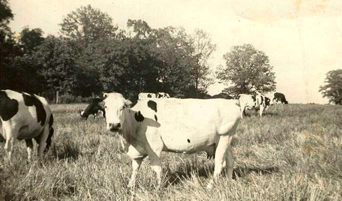 Our cows grazing years ago.