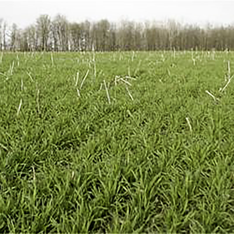 Hybrid rye for corn? - National Hog Farmer
