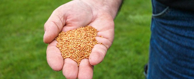 Selecting the right seed for forage.