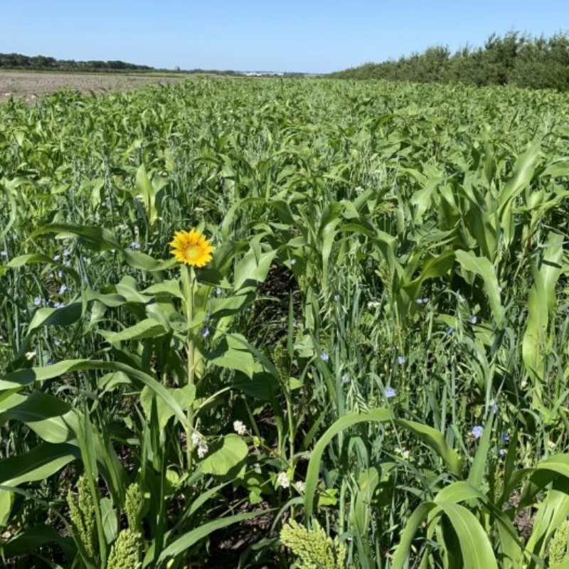 Final Flush - Image 3