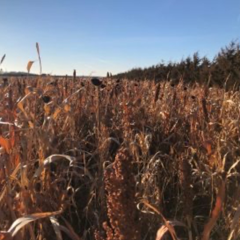 Final Flush - Image 2