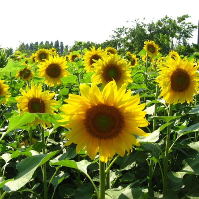Sunflowers Black Oil Best Forage
