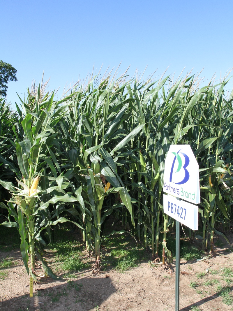 PB 7427 104 Day Hybrid