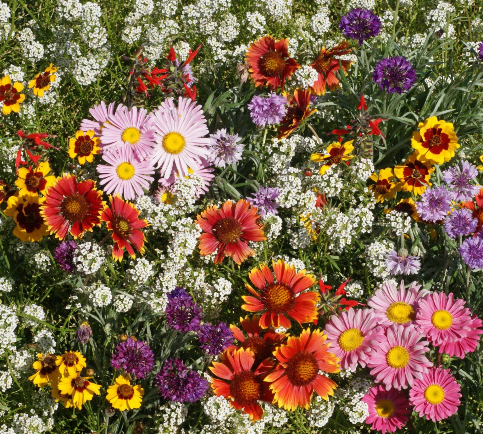 Hummingbird & Butterfly Wildflower Mix Best Forage