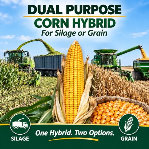 Dual Purpose Hybrids